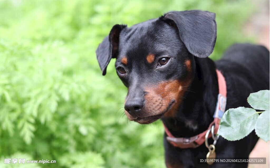 可爱杜宾犬置身绿意中