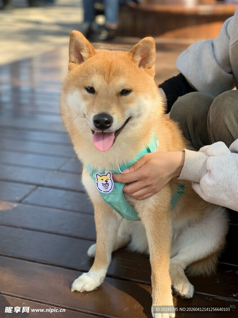 可爱柴犬被温柔抚摸