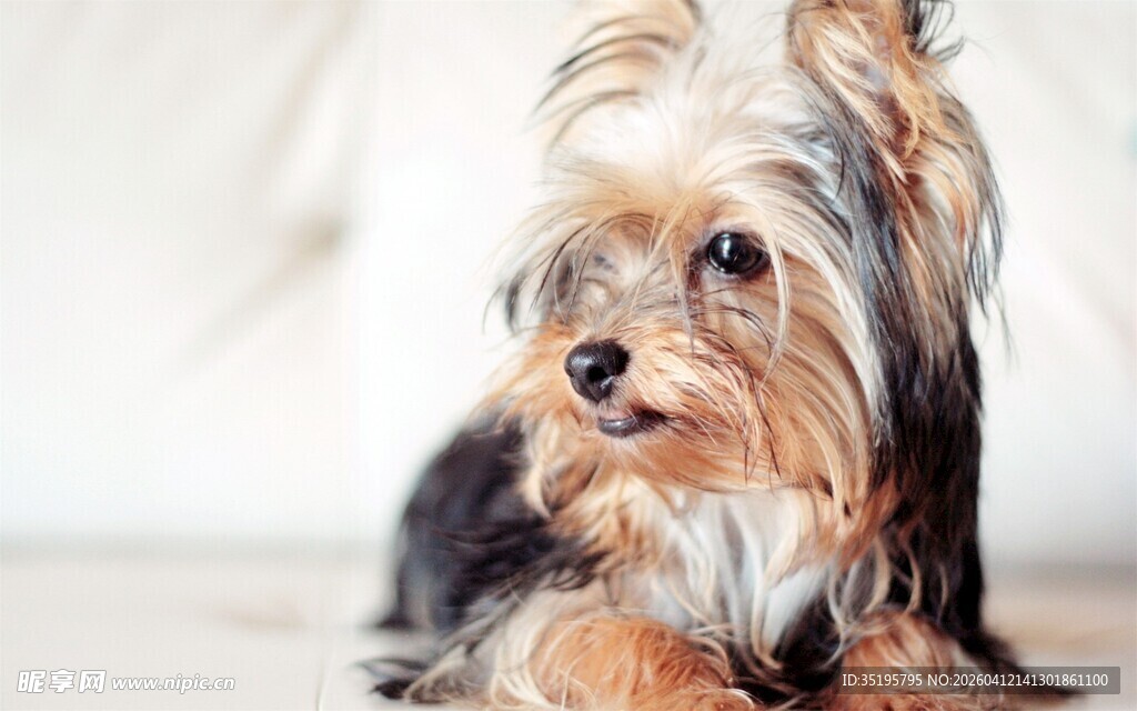 可爱约克夏犬安静趴卧