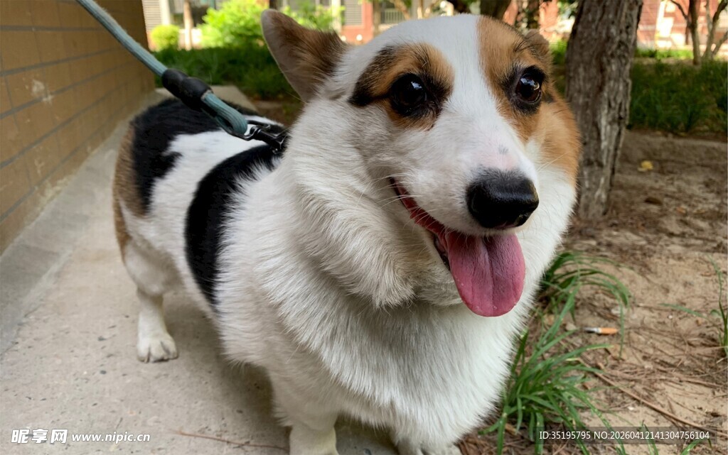 可爱柯基吐舌开心模样