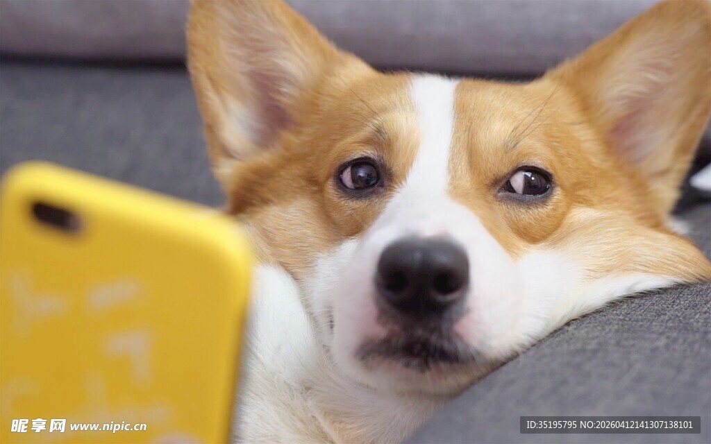 萌犬探头好奇望手机