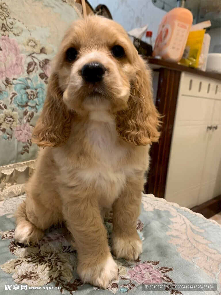 可爱幼犬端坐