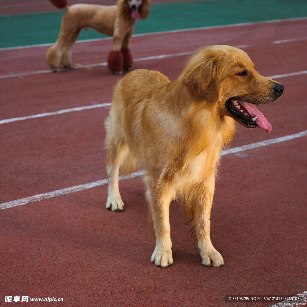 跑道上的金毛犬