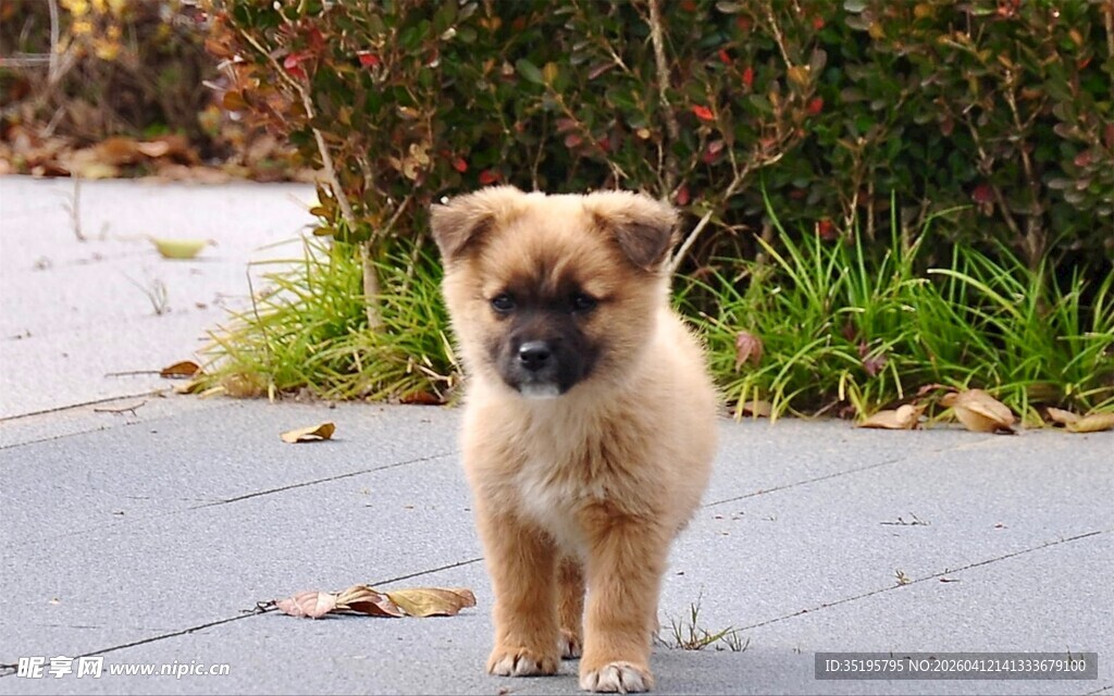 可爱小狗漫步在户外