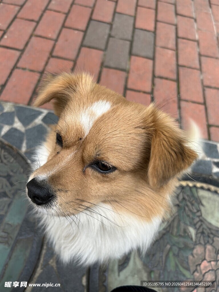 可爱小狗近景特写