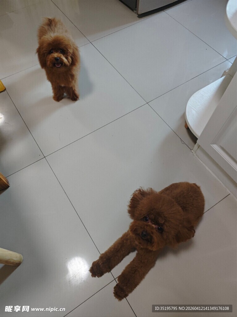 两只可爱泰迪在室内玩耍