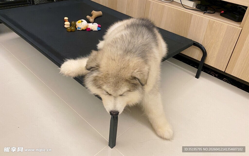 趴着的狗狗叼着长条物