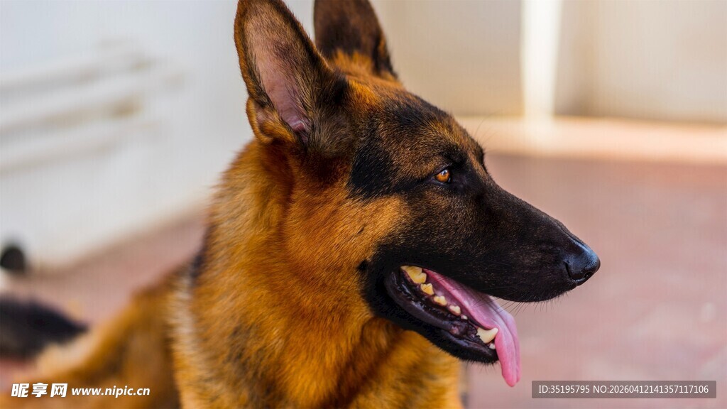 德国牧羊犬惬意模样