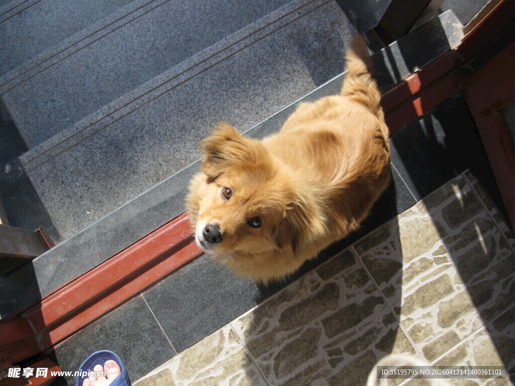 可爱博美犬站在台阶旁