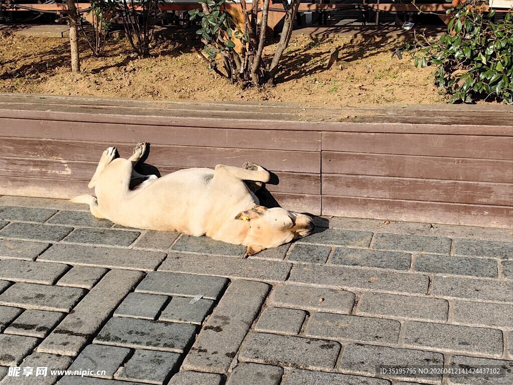 路边惬意躺卧的可爱狗狗
