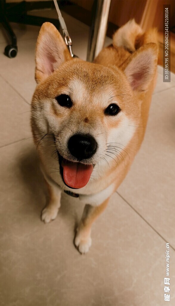 可爱柴犬咧嘴开心笑