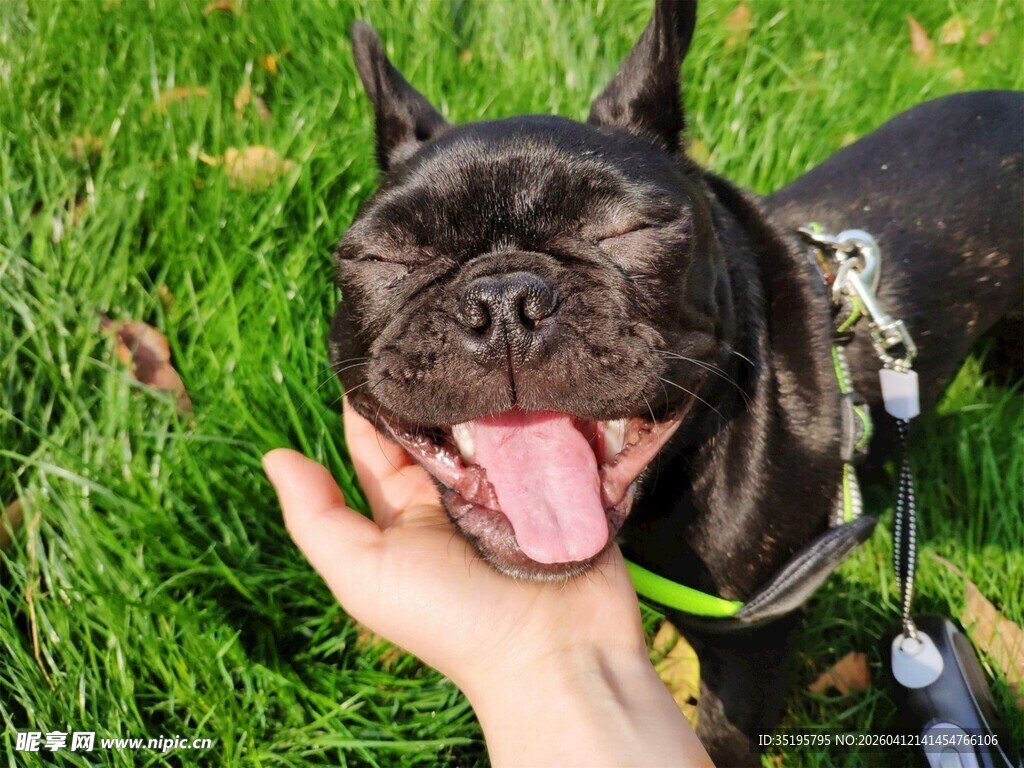 手抚闭眼吐舌可爱法斗犬