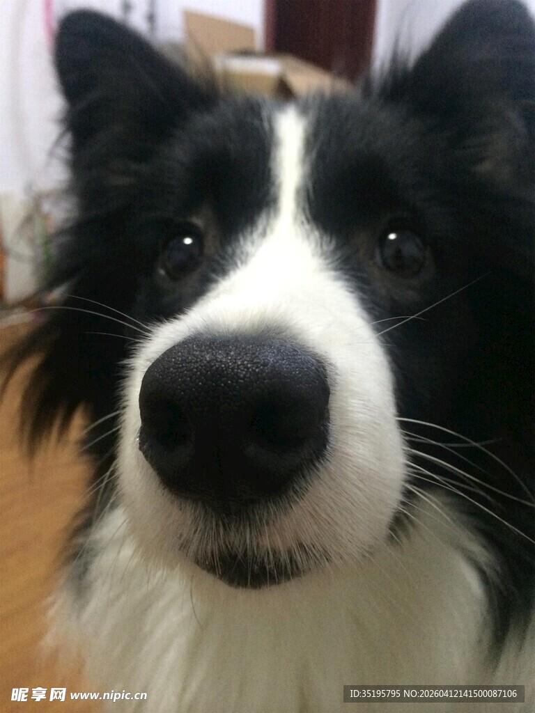 可爱边牧近距离萌态特写