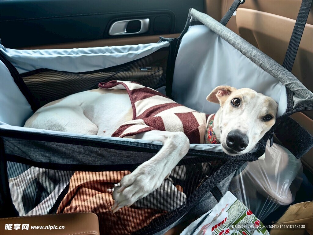 车内休息的可爱狗狗