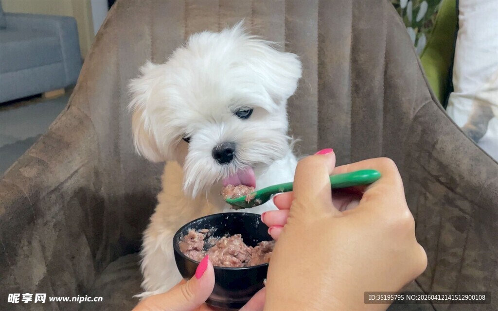 小狗开心吃零食瞬间