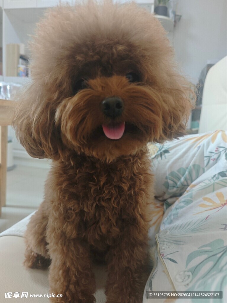 可爱棕色泰迪犬坐床上