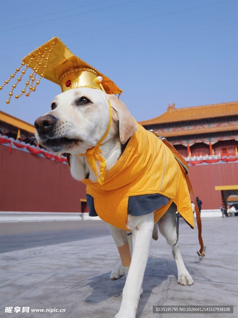 穿龙袍的拉布拉多犬