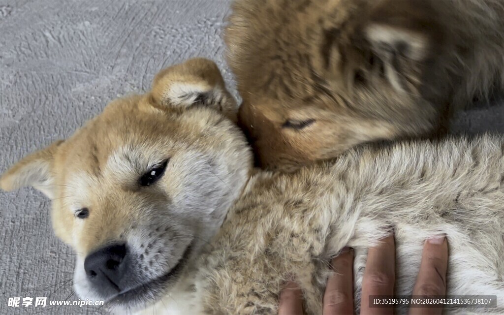 熟睡的狗狗被温柔抚摸