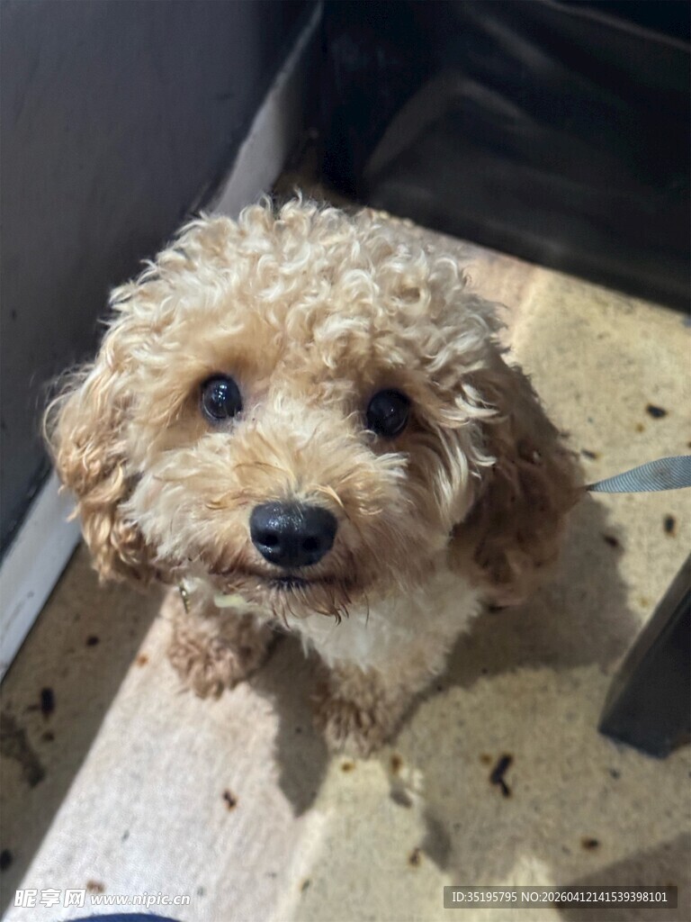 可爱卷毛小狗呆萌模样