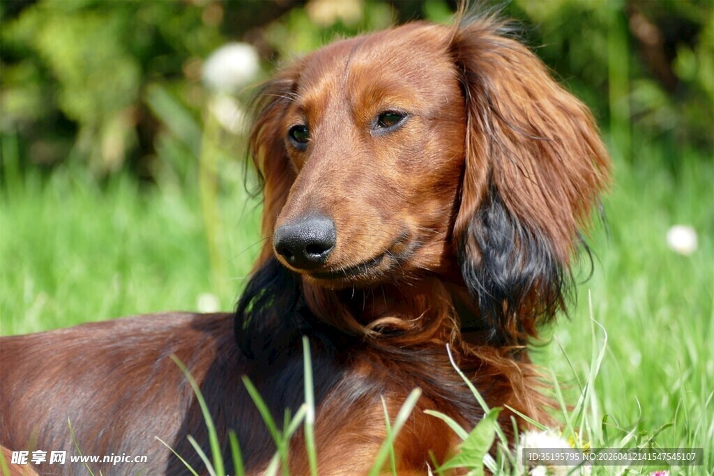 棕色腊肠犬静卧于草地