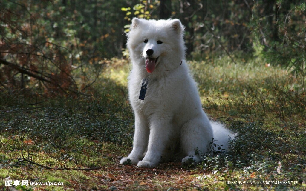 林间萨摩耶悠然自得