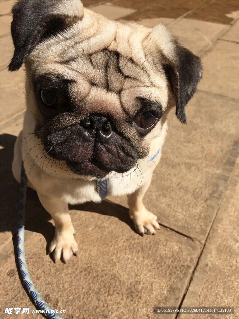 可爱巴哥犬乖巧坐着