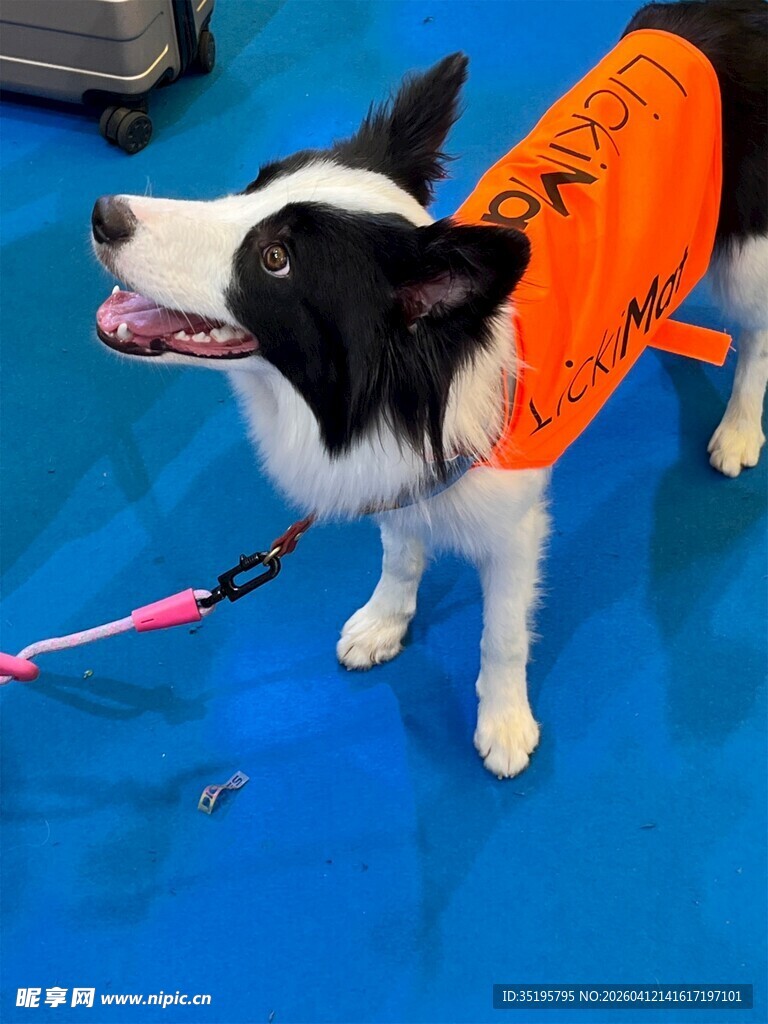 穿橙色衣服的边牧犬