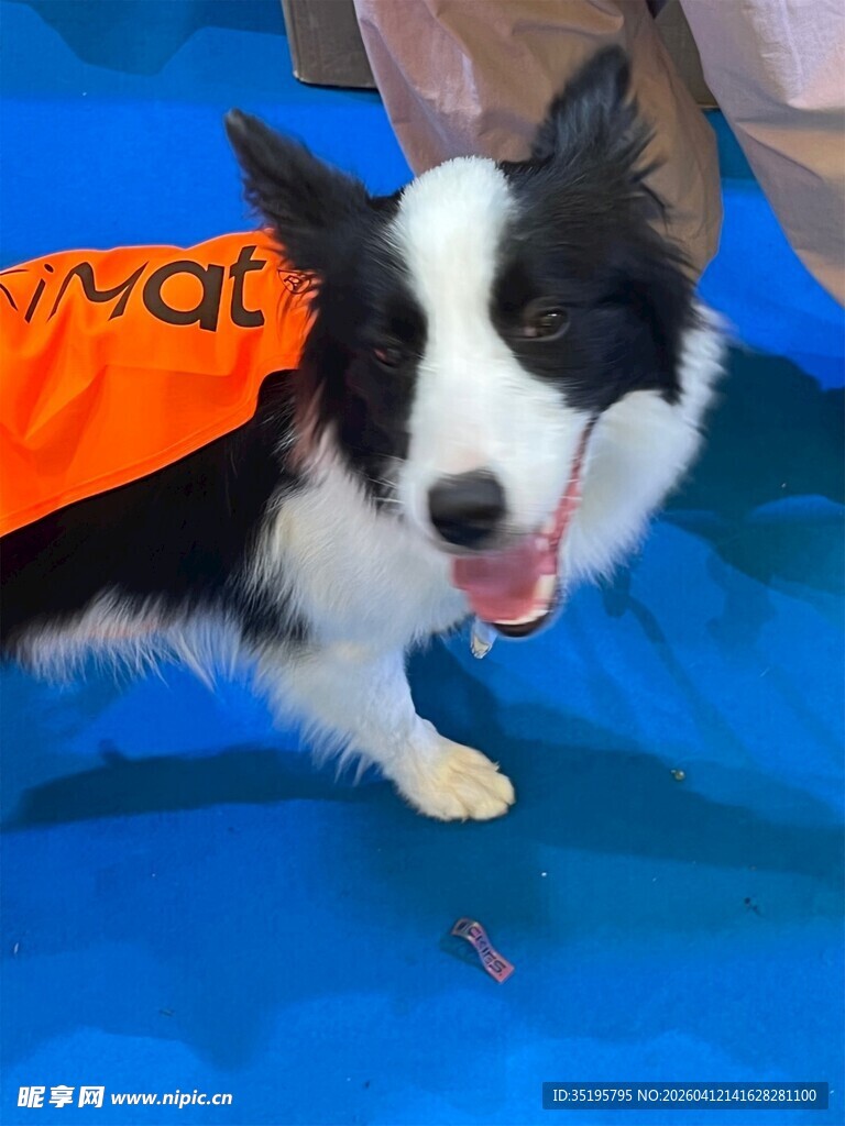 穿橙色背心的边牧犬