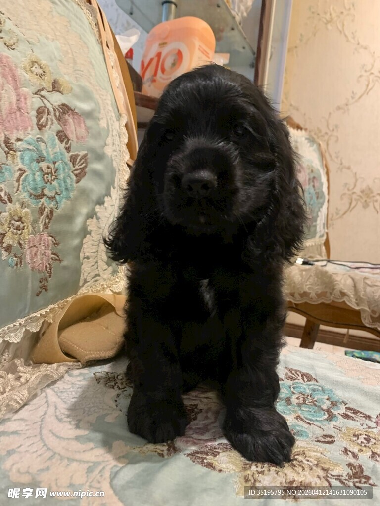 可爱黑色幼犬趴坐