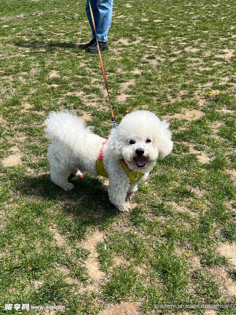 草地上的可爱白色小狗