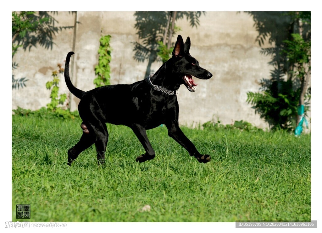 黑犬在绿草地上漫步