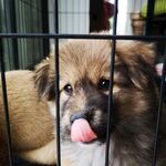 笼中小狗吐舌卖萌