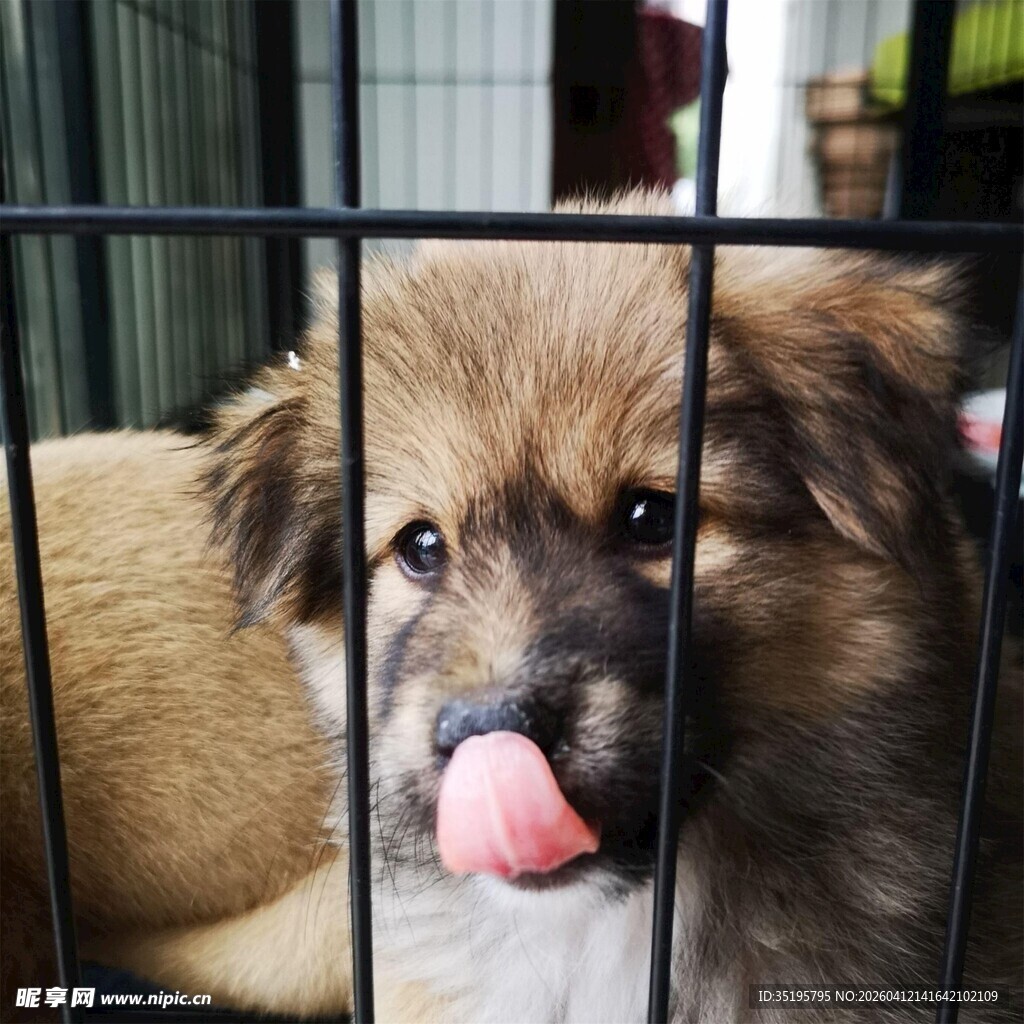 笼中小狗吐舌卖萌