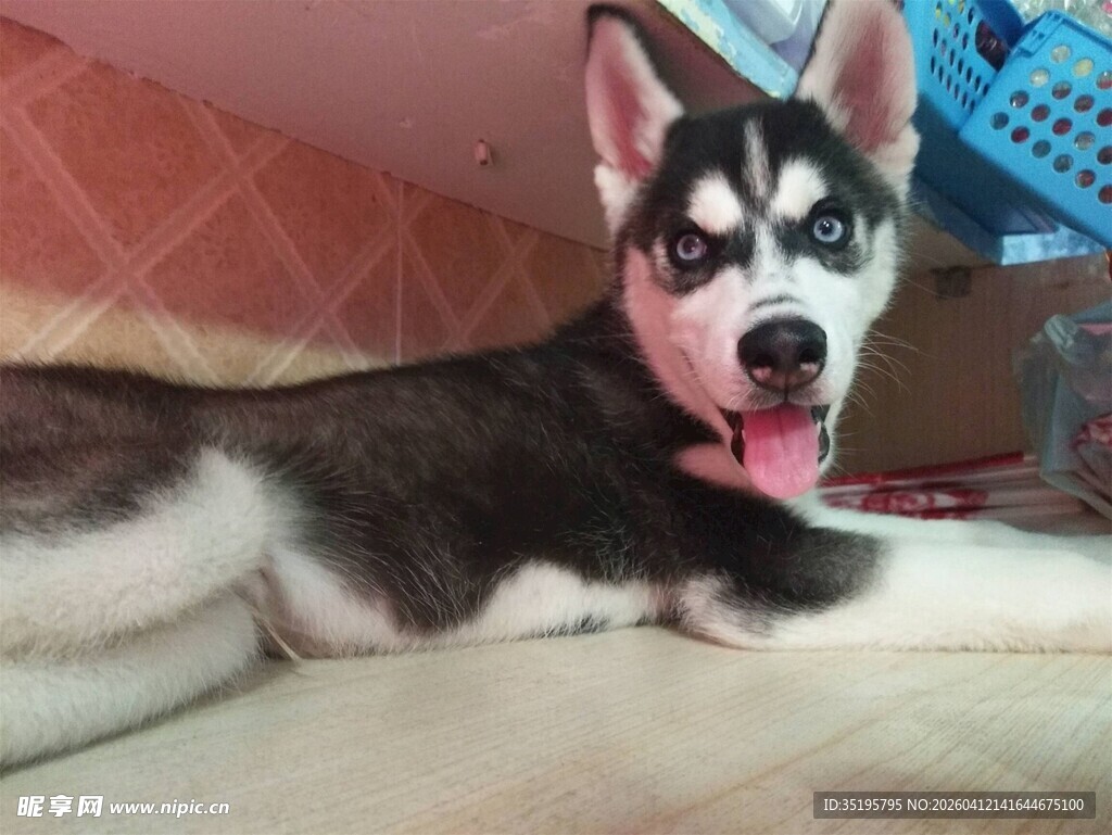 可爱哈士奇惬意躺卧