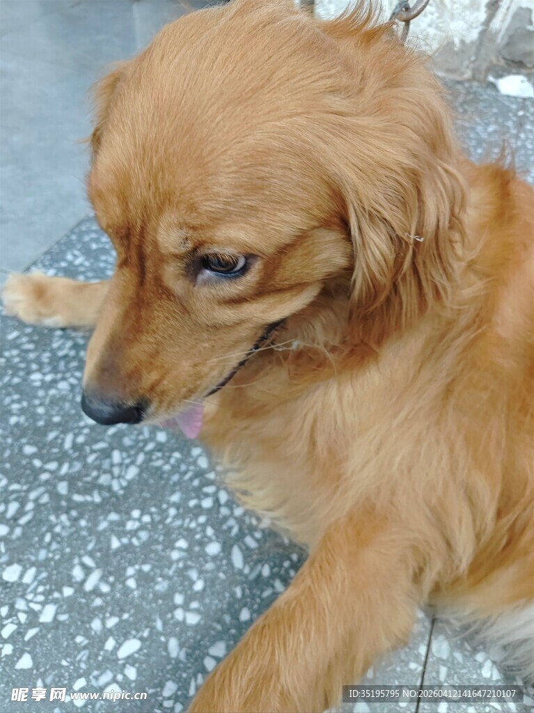 趴着的棕毛小狗