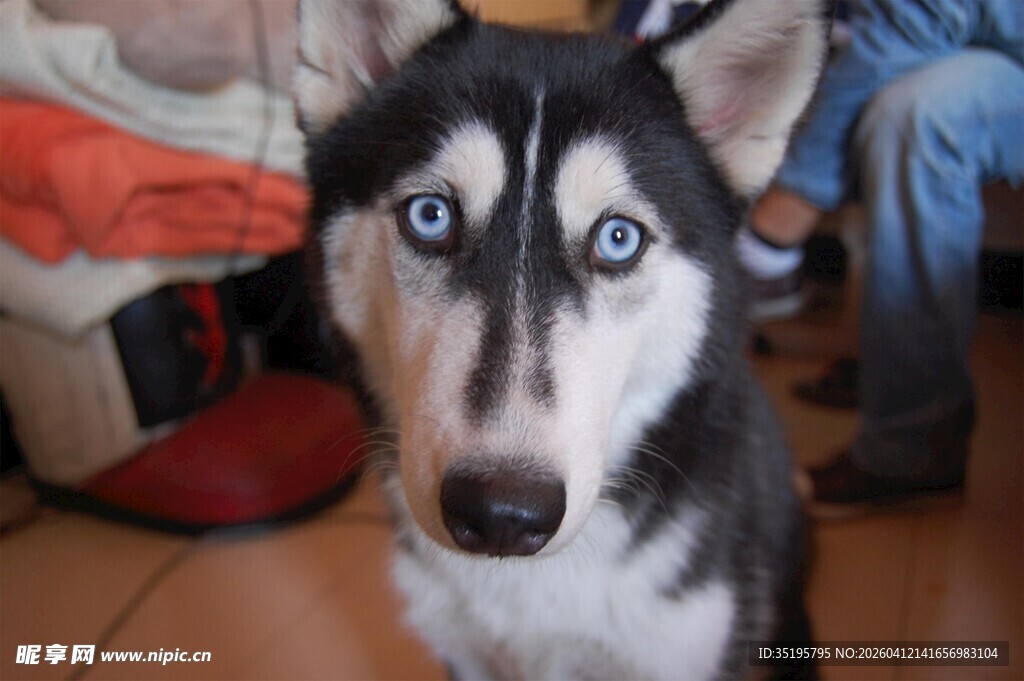 蓝眼哈士奇呆萌凝视