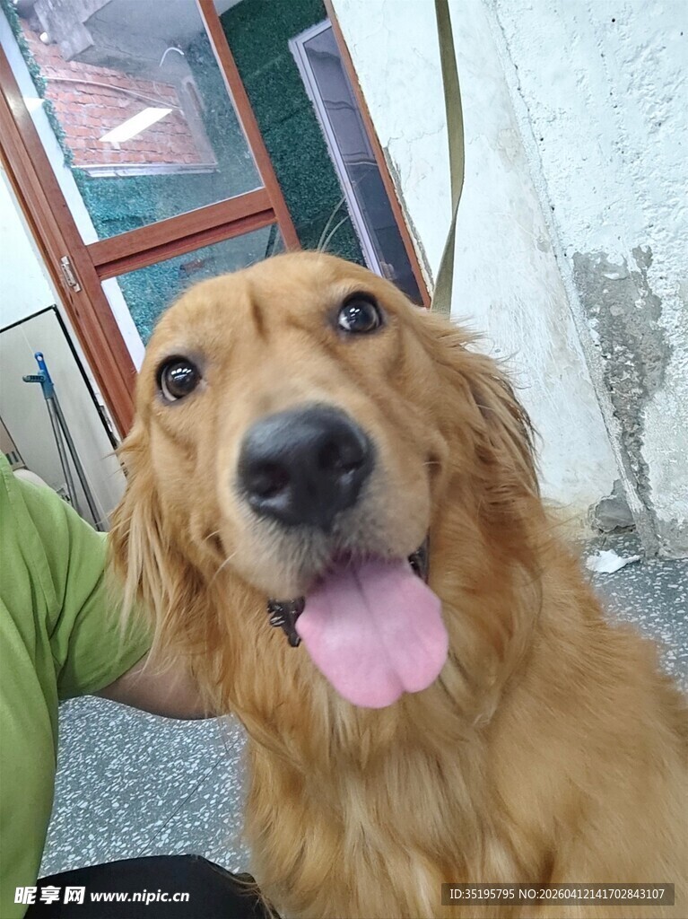 可爱金毛吐舌卖萌瞬间