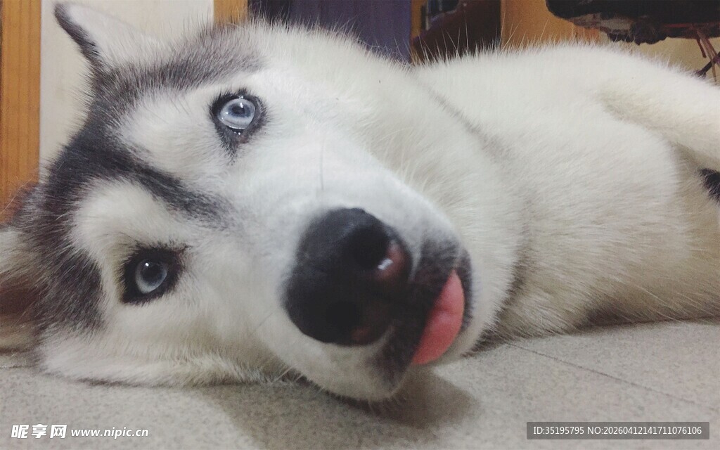 哈士奇惬意躺卧卖萌