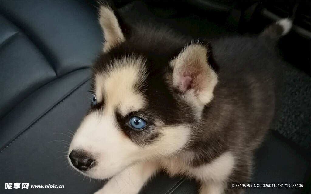 可爱哈士奇幼犬