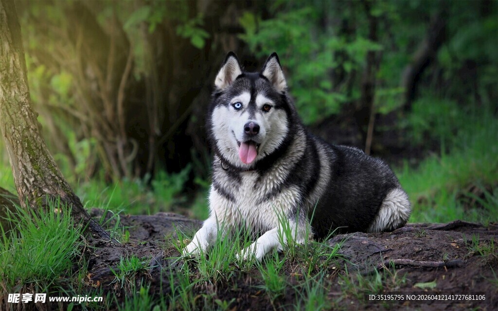 林间休憩的哈士奇