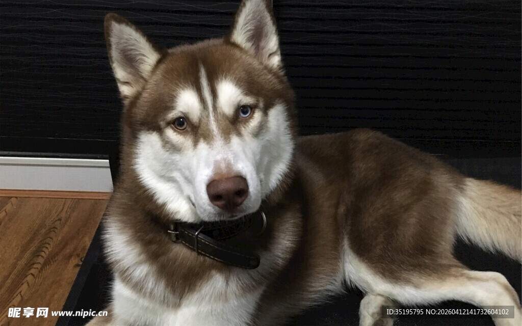 趴着的帅气哈士奇