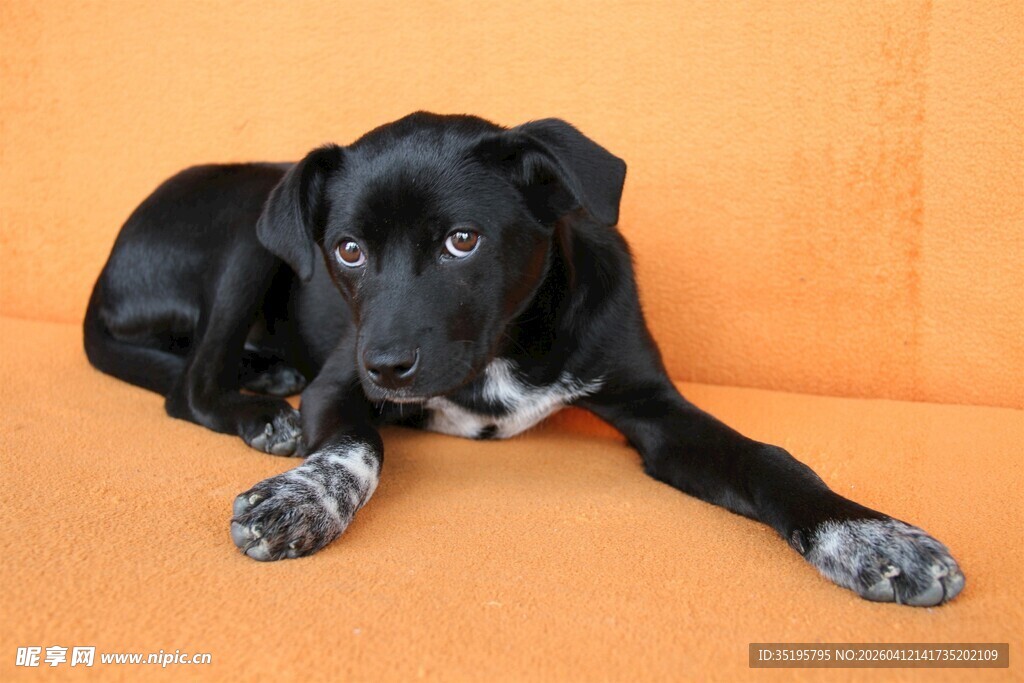 黑白色小狗趴坐于橙色沙发