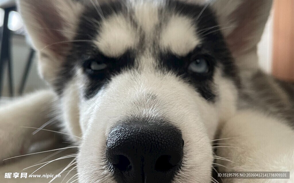 呆萌哈士奇小狗近照