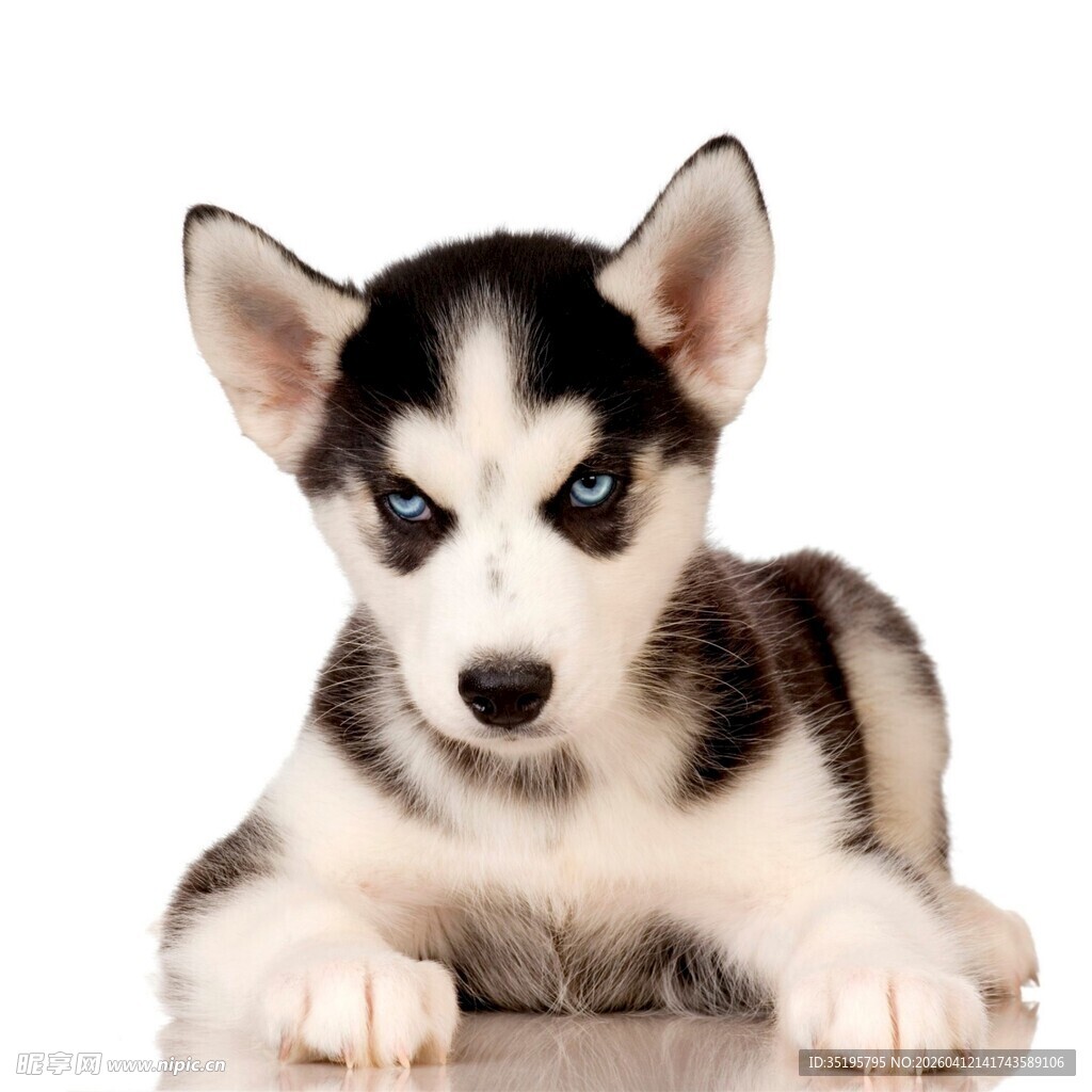 可爱小哈士奇趴在地上