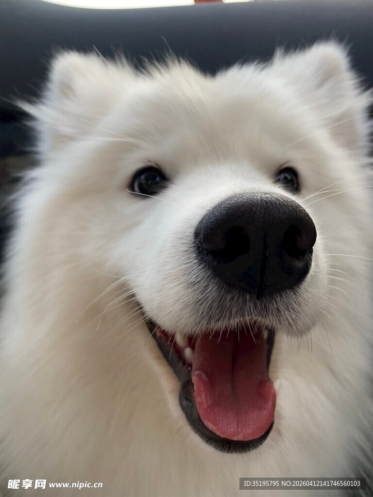 微笑的萨摩耶犬