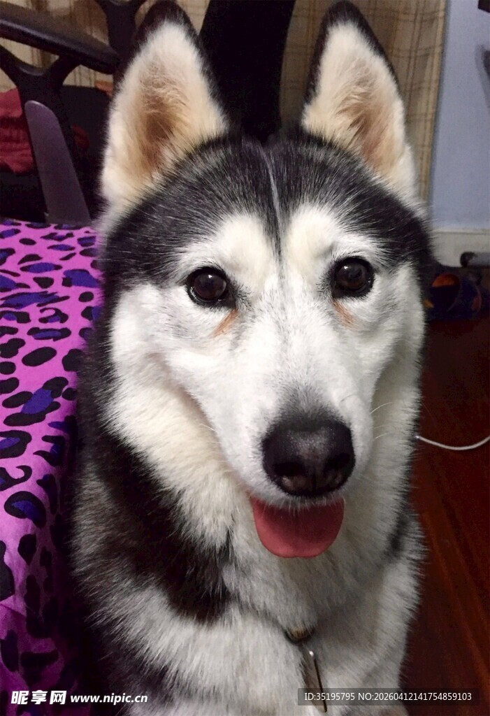 可爱哈士奇吐舌卖萌