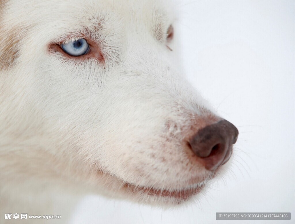蓝眼哈士奇特写