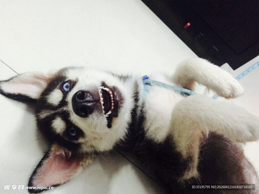 躺地卖萌的哈士奇