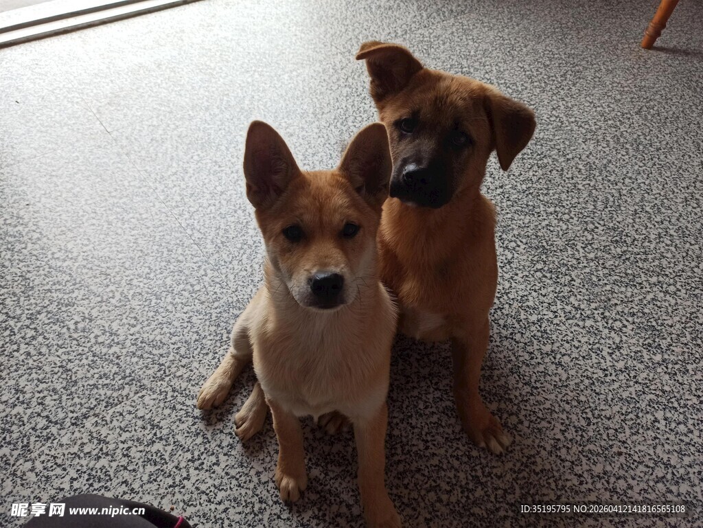 两只可爱小狗坐于地面