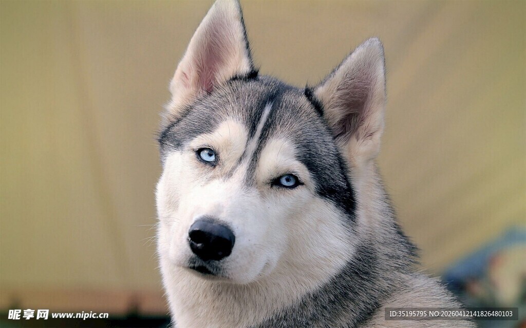 帅气哈士奇特写